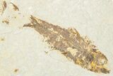 Plate of Two Fossil Fish (Knightia) - Wyoming #334398-2